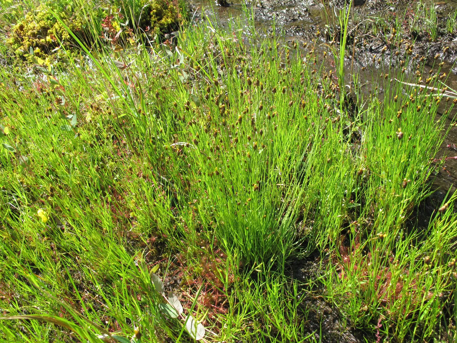Yellow Eyed Grass (Sisyrinchium Californicum) — Thriving in USDA hardiness zones 5 through 9; sisyrinchium californicum, commonly called Yellow Eyed Grass, is