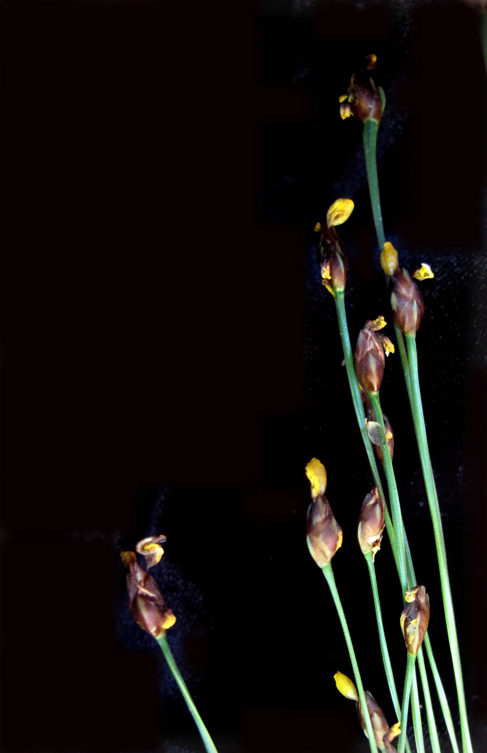 Yellow Eyed Grass (Sisyrinchium Californicum) — Nonetheless, consistent moisture is key, particularly if the garden area is prone to dry spells; perennial for