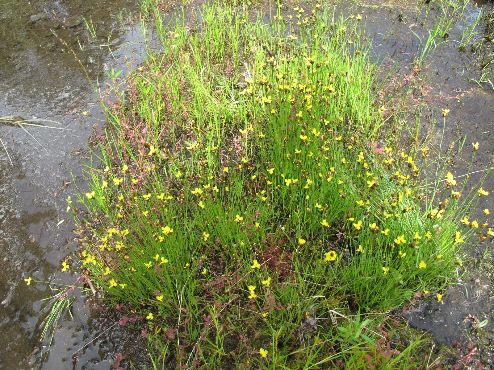 Yellow Eyed Grass (Sisyrinchium Californicum) — perennial for full or half