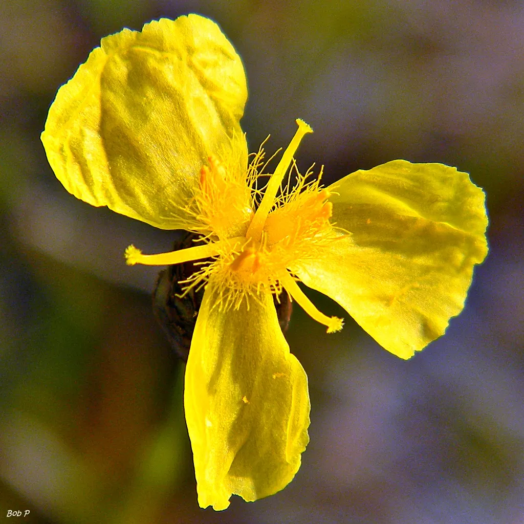 Yellow Eyed Grass (Sisyrinchium Californicum) — Sisyrinchium californicum, commonly called Yellow Eyed Grass, is a perennial that thrives in USDA, image 27