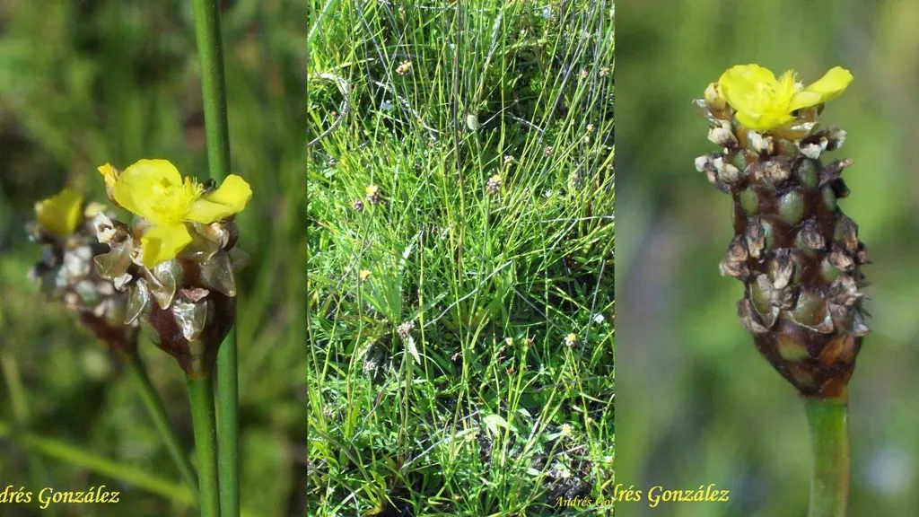 Yellow Eyed Grass (Sisyrinchium Californicum) — this North American native lends a natural elegance to water features; thriving in USDA hardiness zones 5