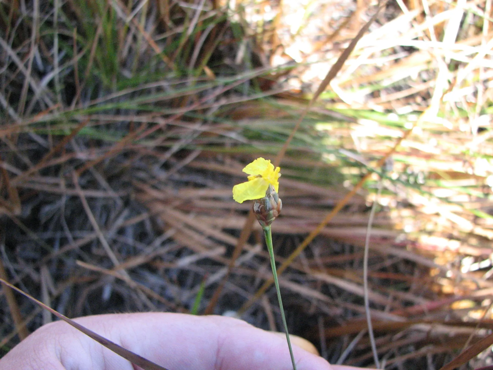 Yellow Eyed Grass (Sisyrinchium Californicum) — star-shaped yellow blooms; tolerant of a variety of soil types