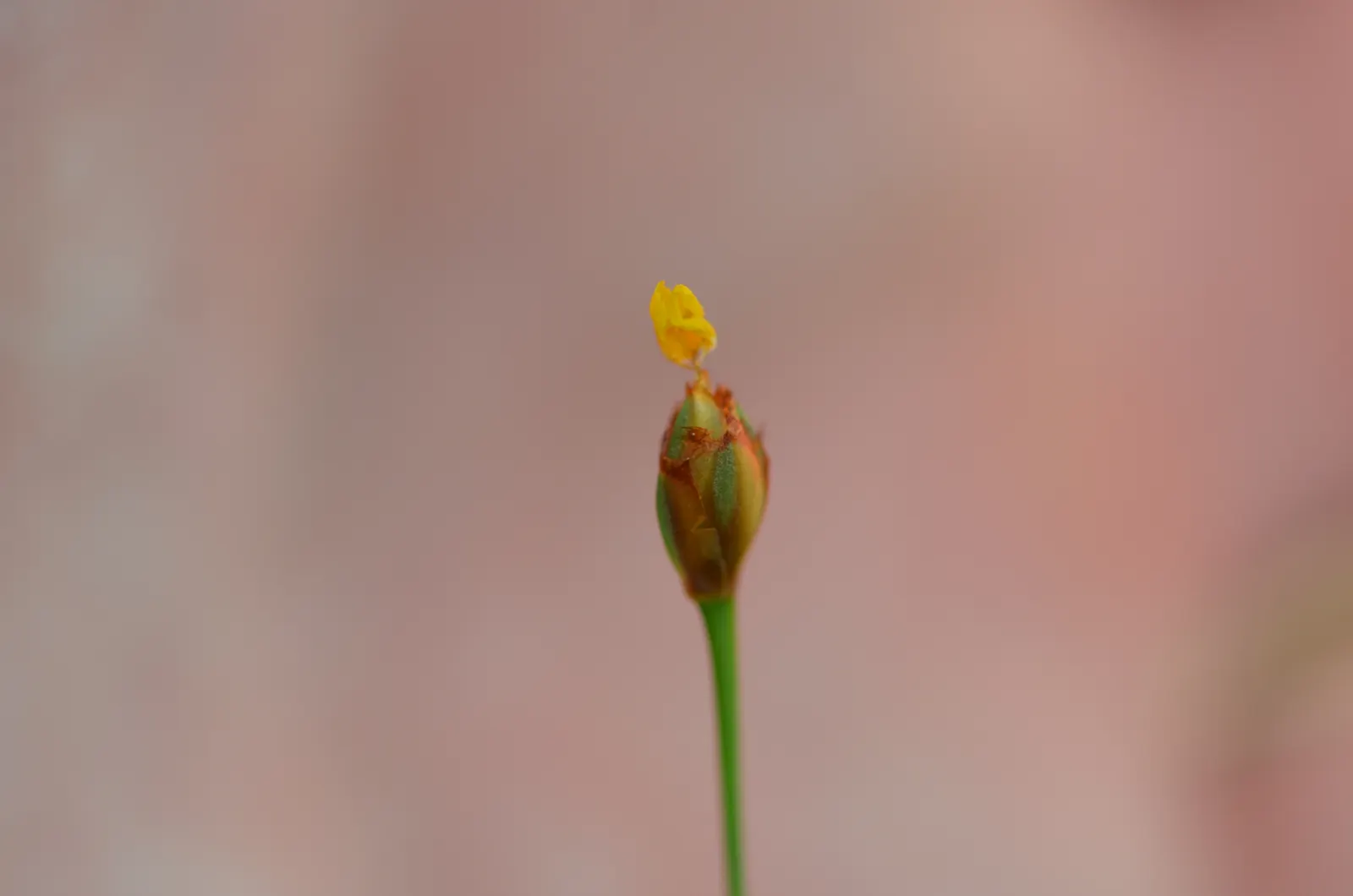 Yellow Eyed Grass (Sisyrinchium Californicum) — sword-like leaves create a grassy mound that is lush and striking even when the plant is not in bloom; and