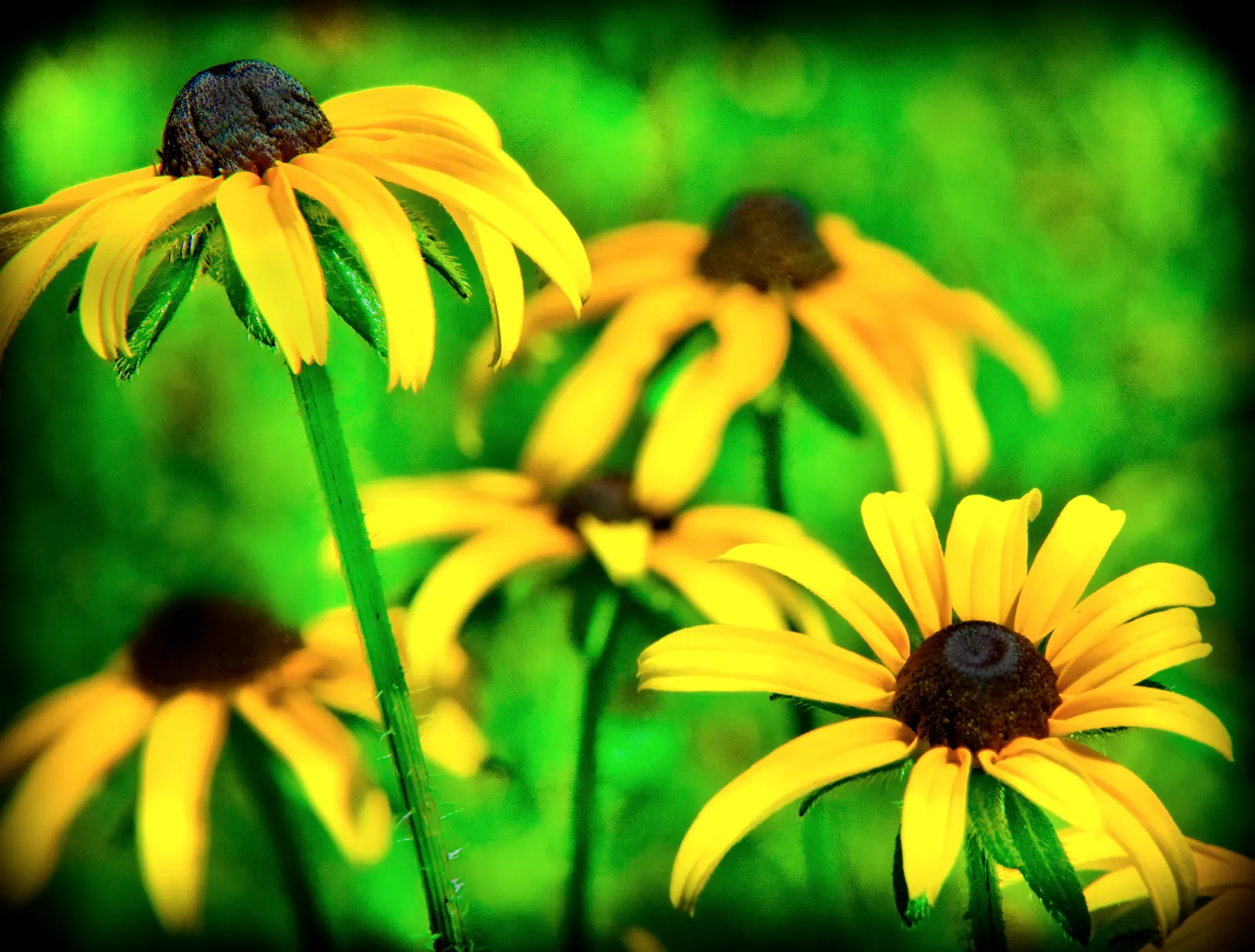 Yellow Eyed Grass (Sisyrinchium Californicum) — yellow flowers in the garden