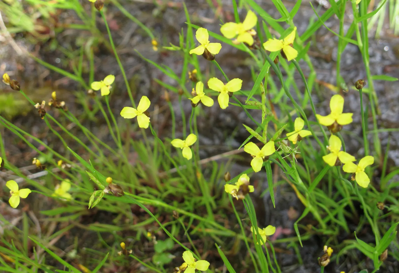Yellow Eyed Grass (Sisyrinchium Californicum) — and woodland gardens.<br><br>Typically reaching a modest height of 10 to 12 inches
