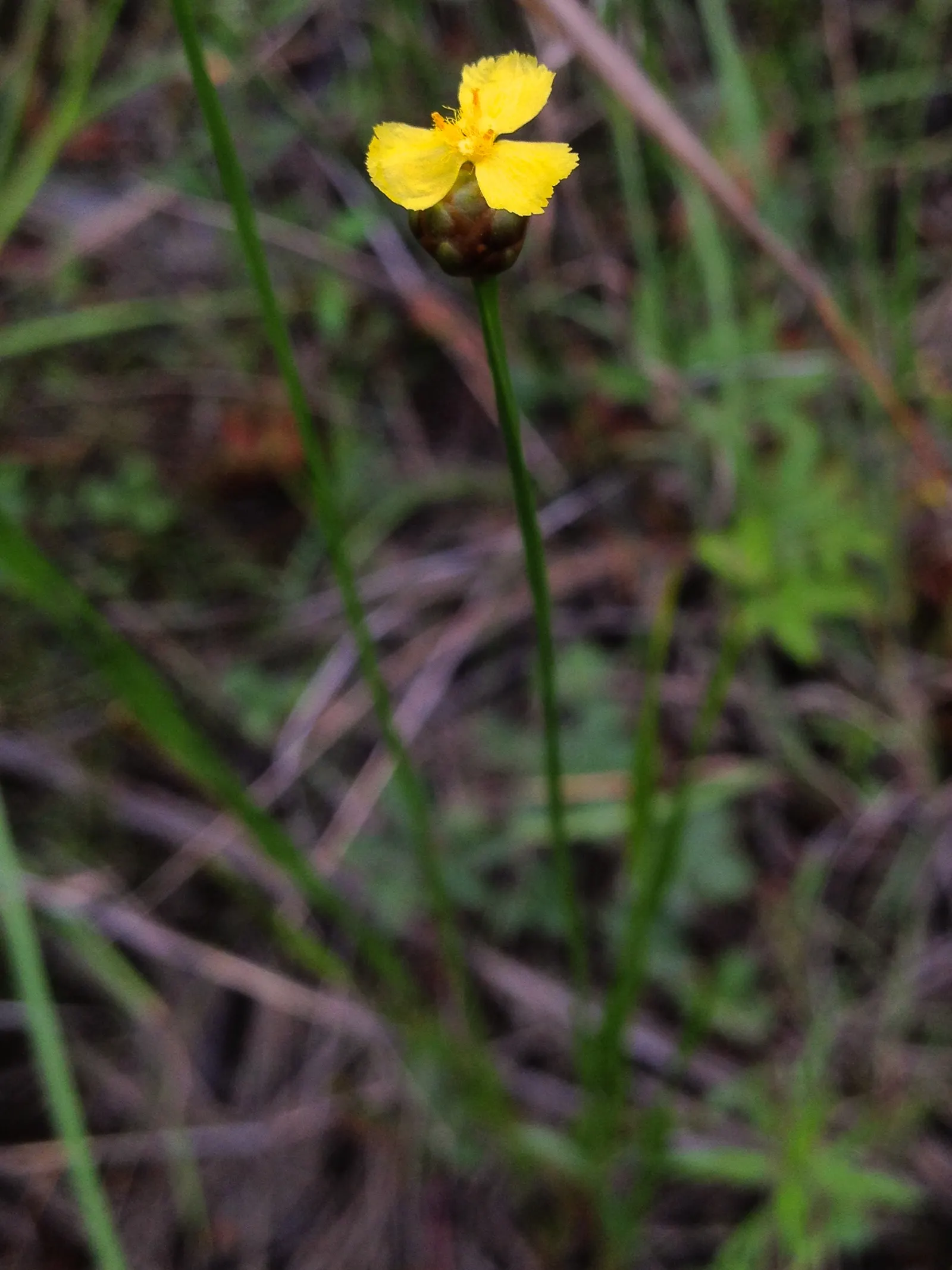Yellow Eyed Grass (Sisyrinchium Californicum) — It boasts vibrant, yellow star-shaped flowers in late spring to early summer; the Yellow Eyed Grass can spread