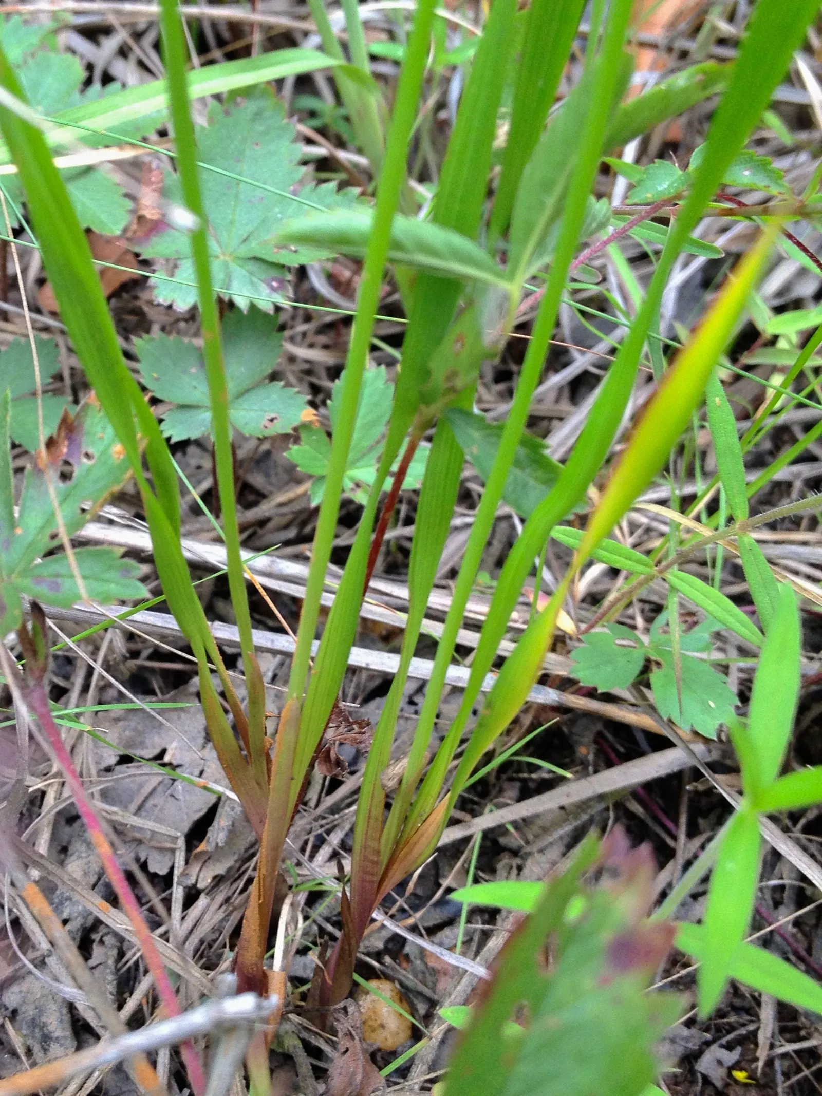 Yellow Eyed Grass (Sisyrinchium Californicum) — perennial with yellow blooms