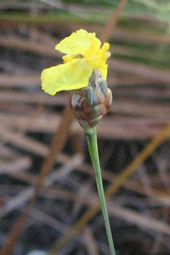 Yellow Eyed Grass (Sisyrinchium Californicum) — and woodland gardens.<br><br>Typically reaching a modest height of 10 to 12 inches; typically emerge in late