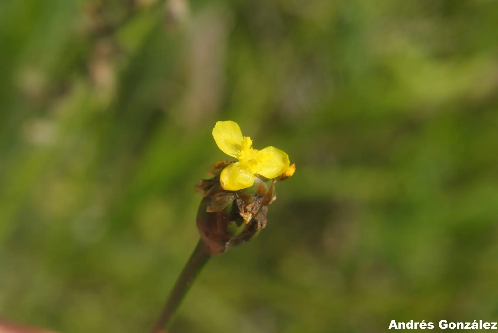 Yellow Eyed Grass (Sisyrinchium Californicum) — the Yellow Eyed Grass can spread to around 6 to 8 inches wide; low-lying accent that captures the gentle spirit