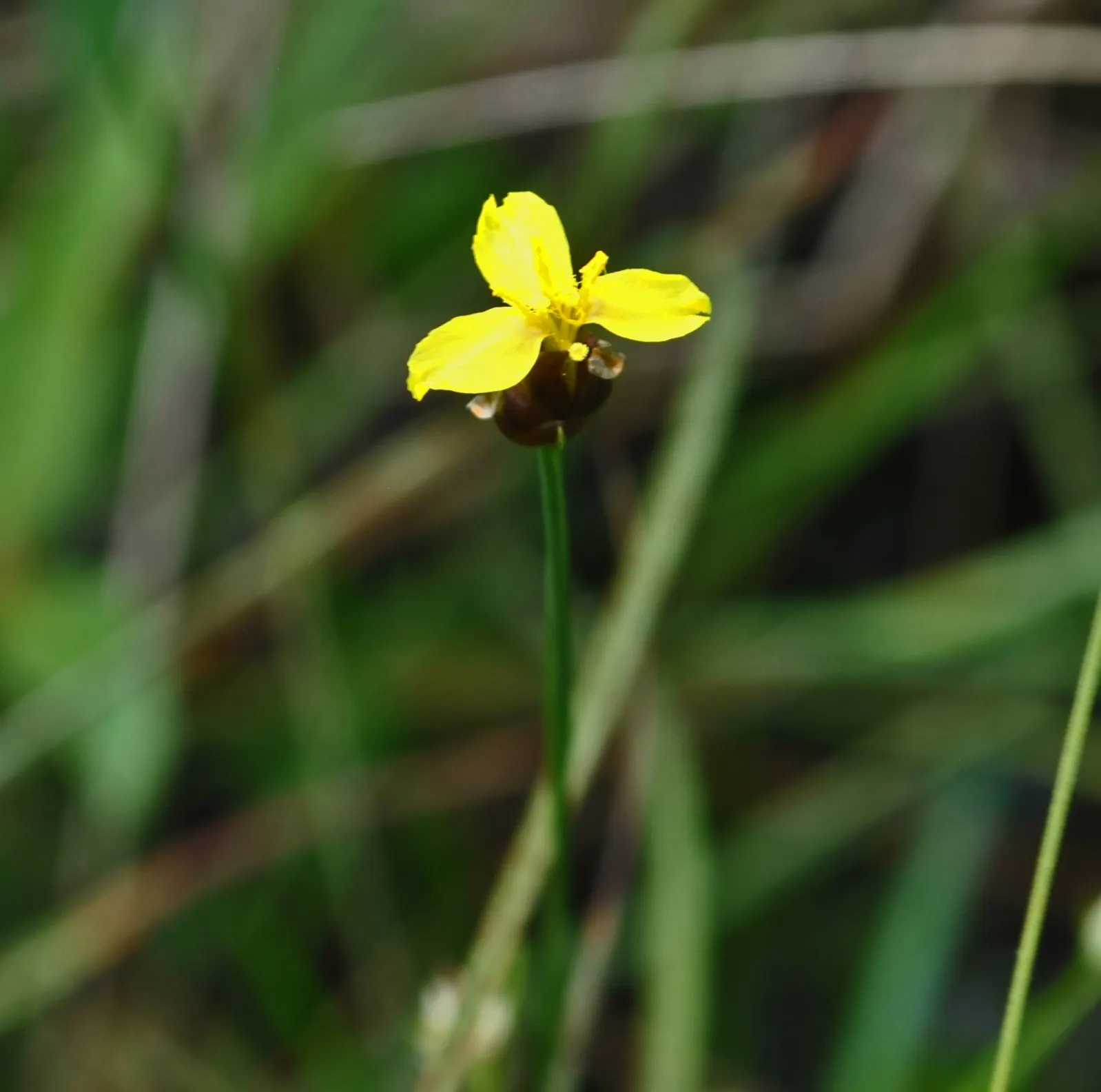 Yellow Eyed Grass (Sisyrinchium Californicum) — is an enchanting perennial that brings a burst of sunshine to any landscape design with its delightful