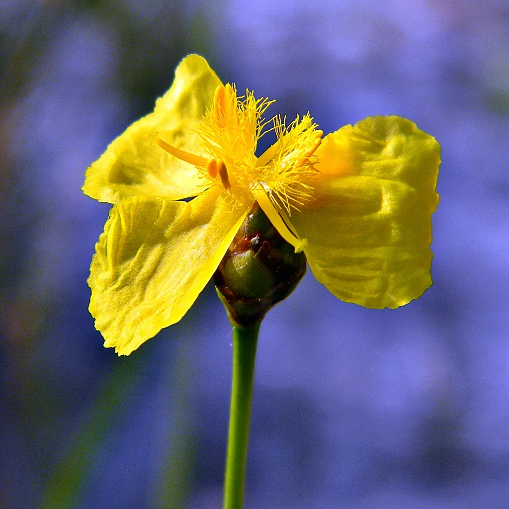 Yellow Eyed Grass (Sisyrinchium Californicum) — centered with a distinctive yellow eye; well-drained soil and full to partial sunlight.<br><br>Known for its