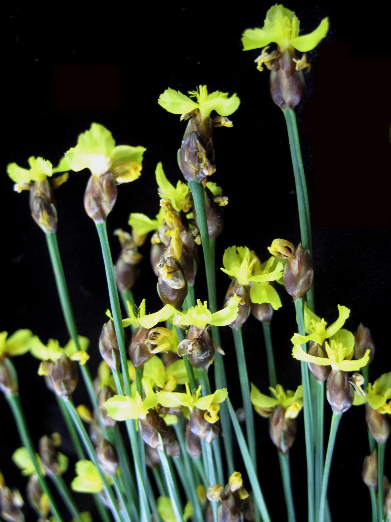 Yellow Eyed Grass (Sisyrinchium Californicum) — attracting beneficial pollinators to the garden while providing season-long visual interest