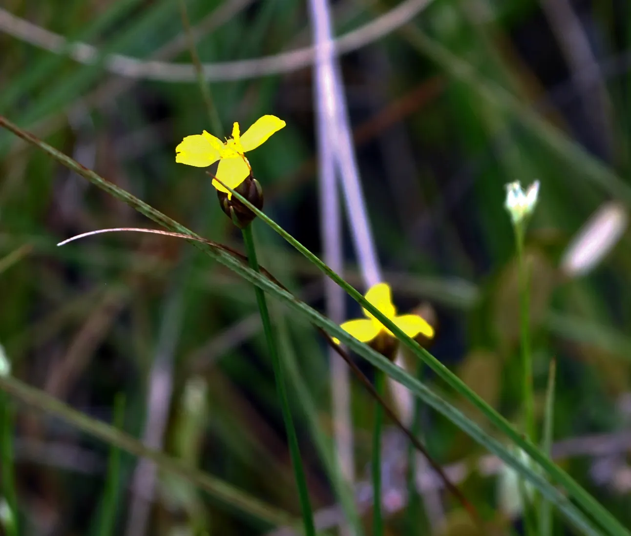 Yellow Eyed Grass (Sisyrinchium Californicum) — especially when planted in an area with moist; scientifically known as Sisyrinchium californicum