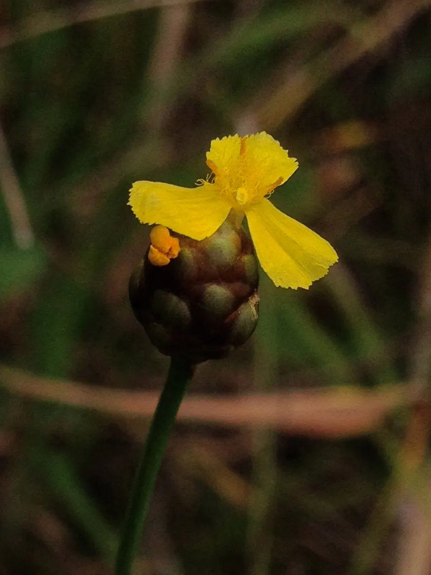 Yellow Eyed Grass (Sisyrinchium Californicum) — you'll offer the client a charming