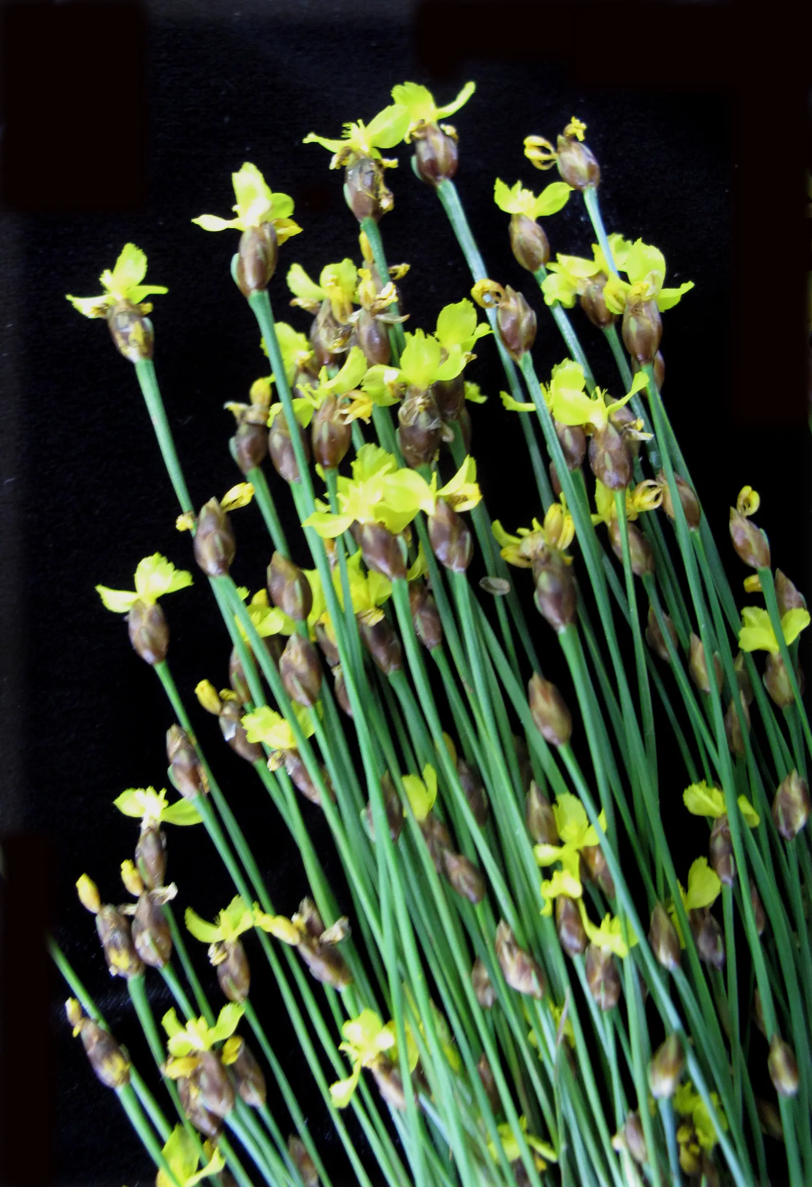 Yellow Eyed Grass (Sisyrinchium Californicum) — Ideal for borders, rock gardens, and naturalized areas; perennial with yellow blooms