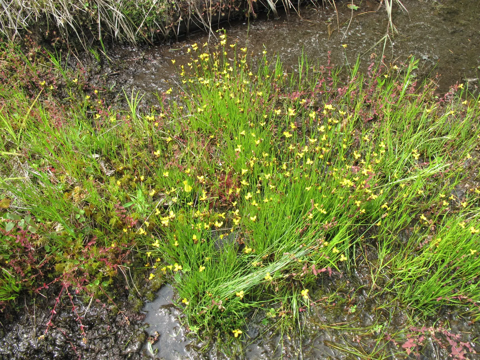 Yellow Eyed Grass (Sisyrinchium Californicum) — making it an ideal choice for ground cover or for filling in the gaps between larger plants; prefers full sun