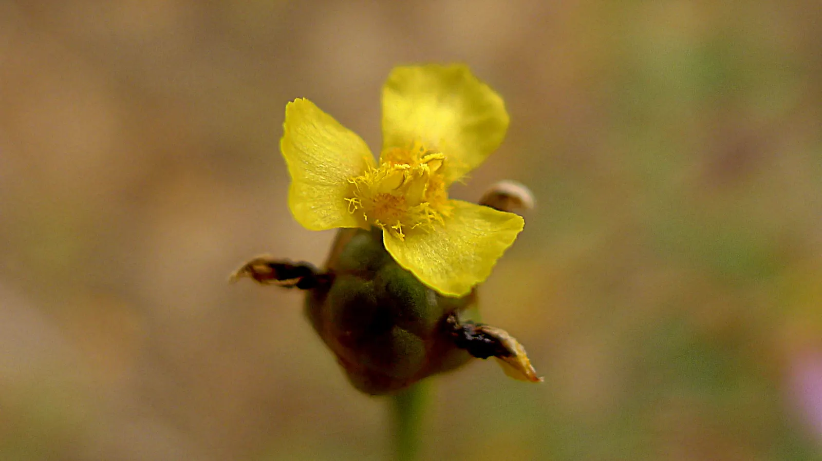 Yellow Eyed Grass (Sisyrinchium Californicum) — Prefers full sun to part shade and moist, well-draining soil