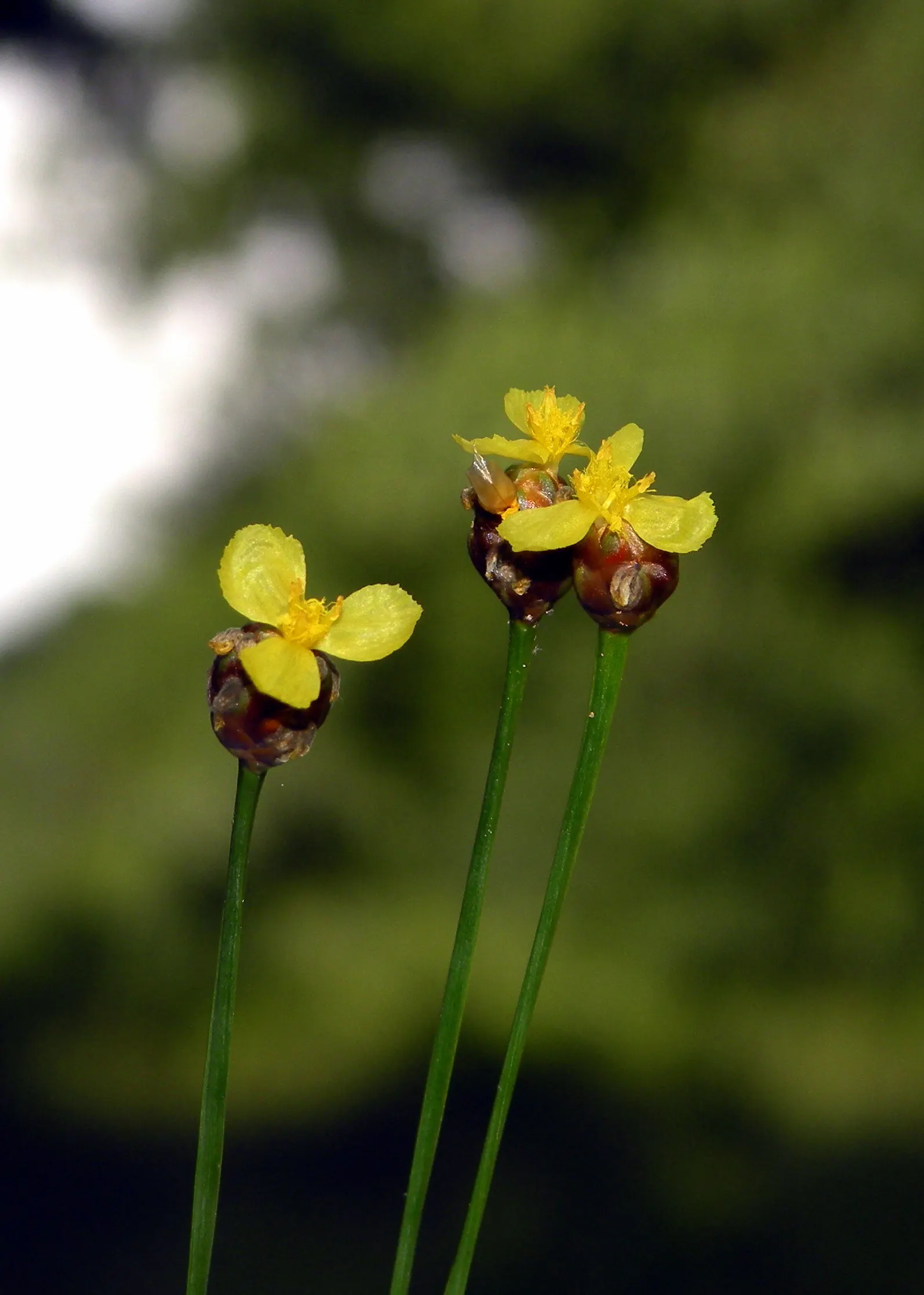 Yellow Eyed Grass (Sisyrinchium Californicum) — scientifically known as Sisyrinchium californicum