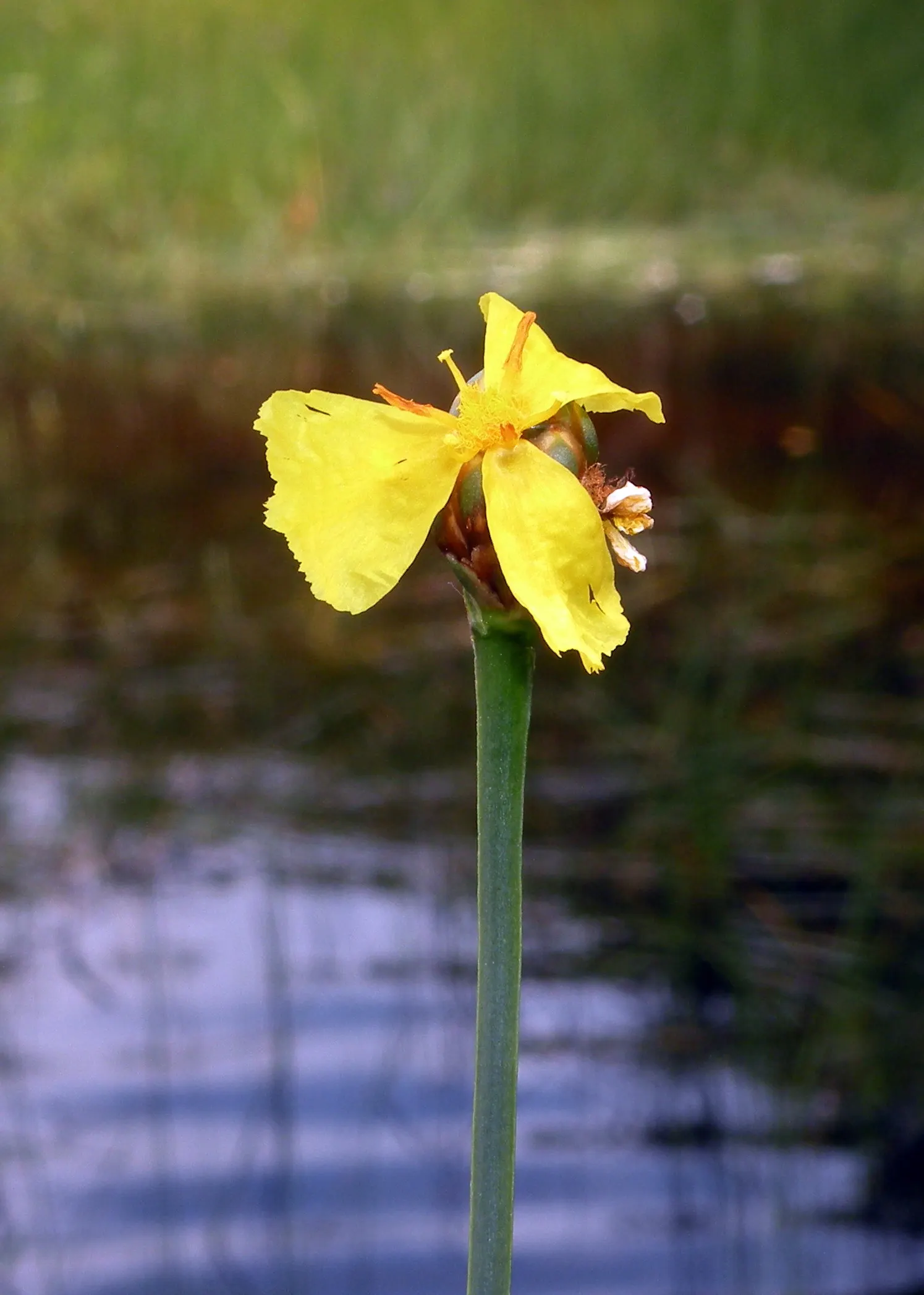 Yellow Eyed Grass (Sisyrinchium Californicum) — making it an ideal choice for ground cover or for filling in the gaps between larger plants