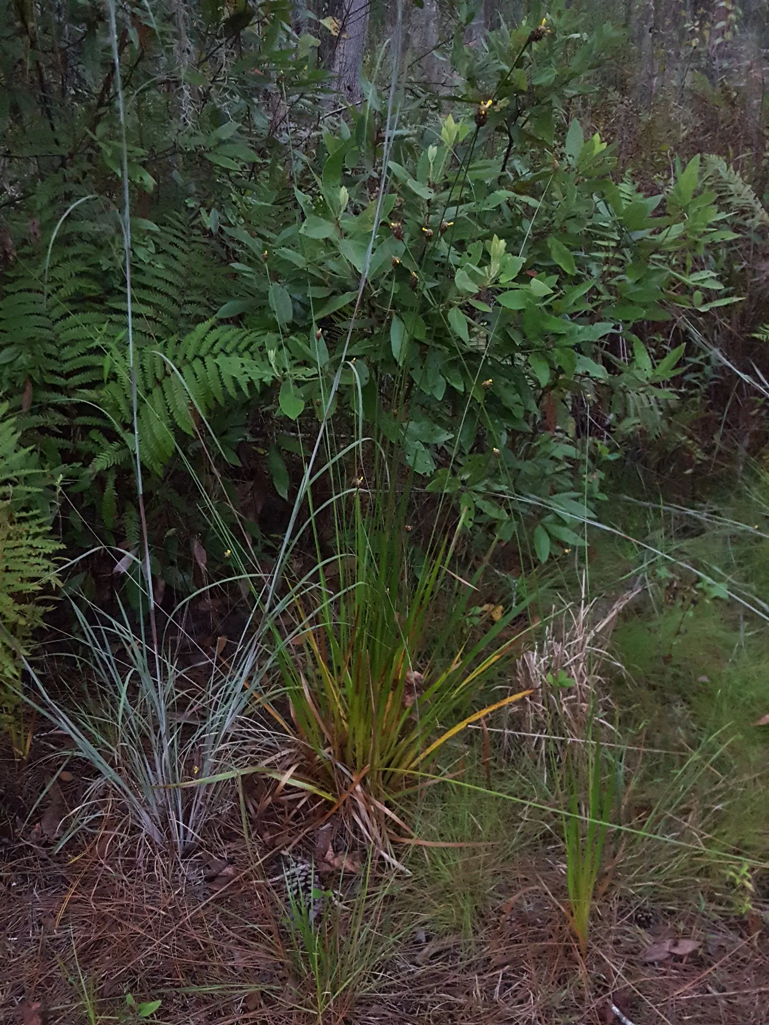 Yellow Eyed Grass (Sisyrinchium Californicum) — especially when planted in an area with moist