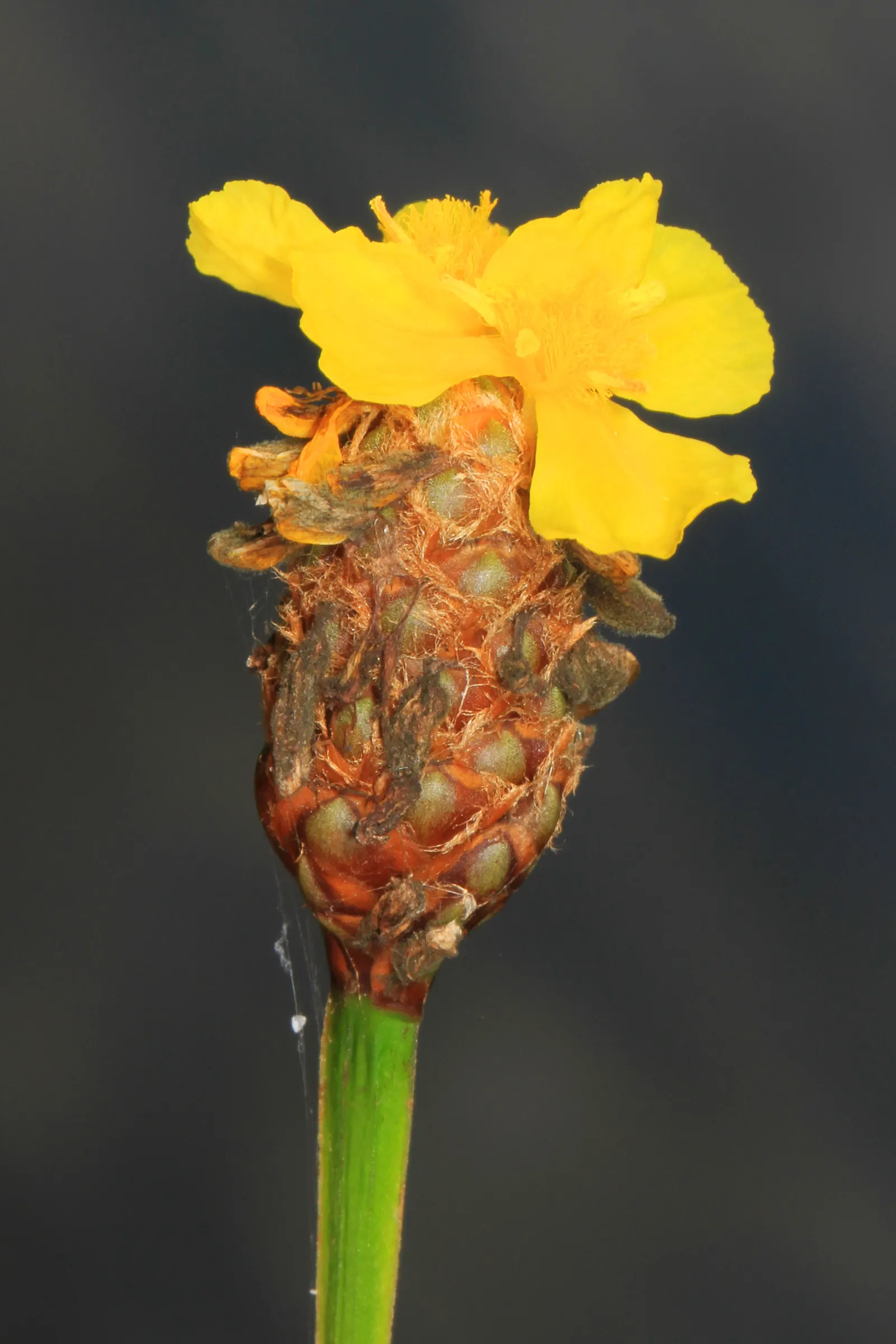 Yellow Eyed Grass (Sisyrinchium Californicum) — Tolerant of a variety of soil types