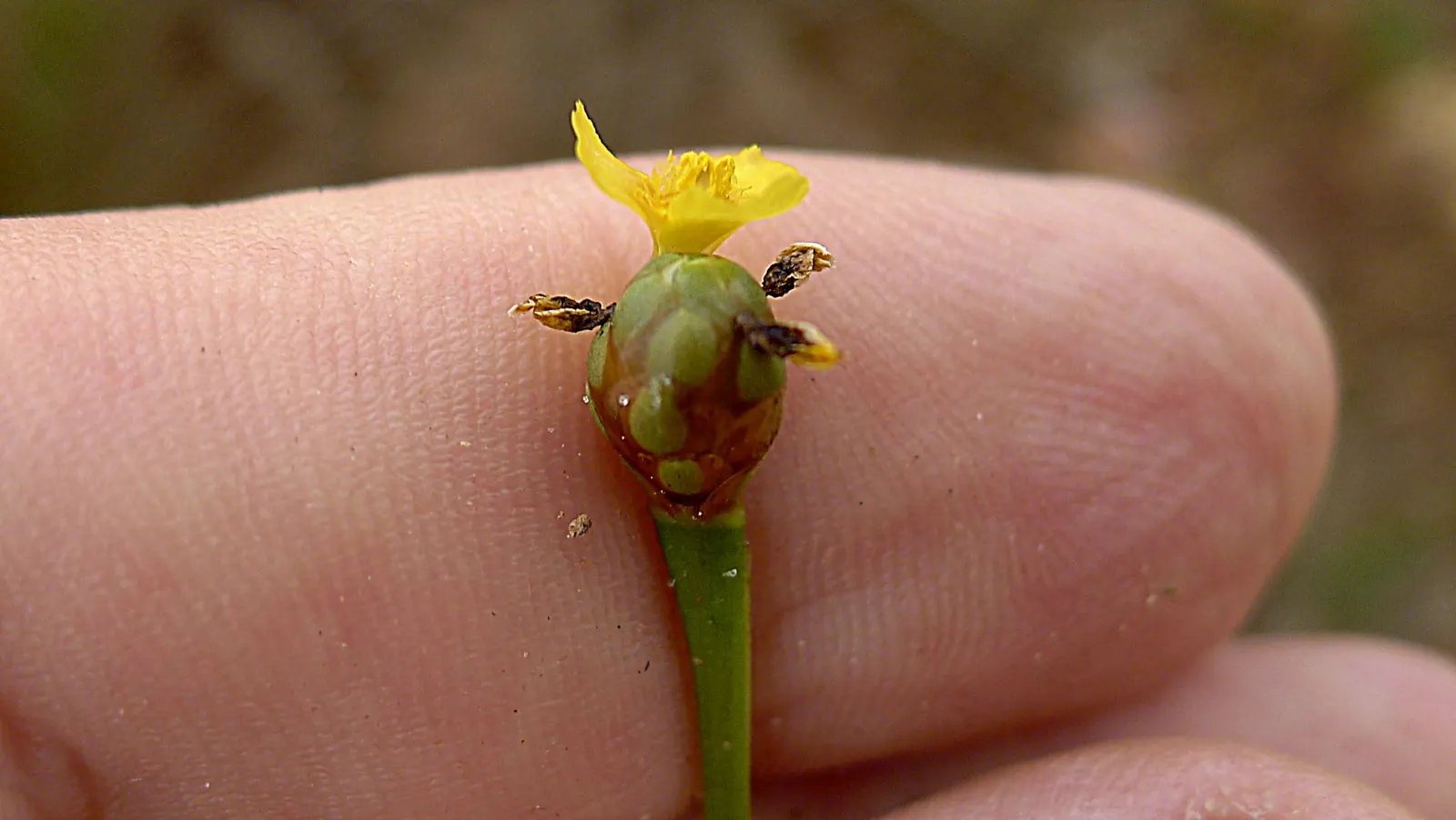 Yellow Eyed Grass (Sisyrinchium Californicum) — centered with a distinctive yellow eye