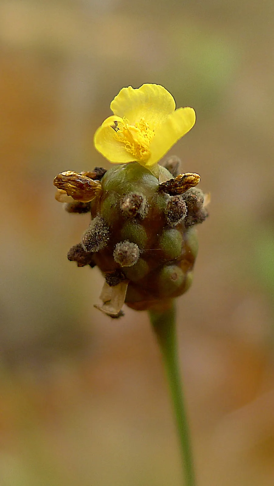 Yellow Eyed Grass (Sisyrinchium Californicum) — this North American native lends a natural elegance to water features