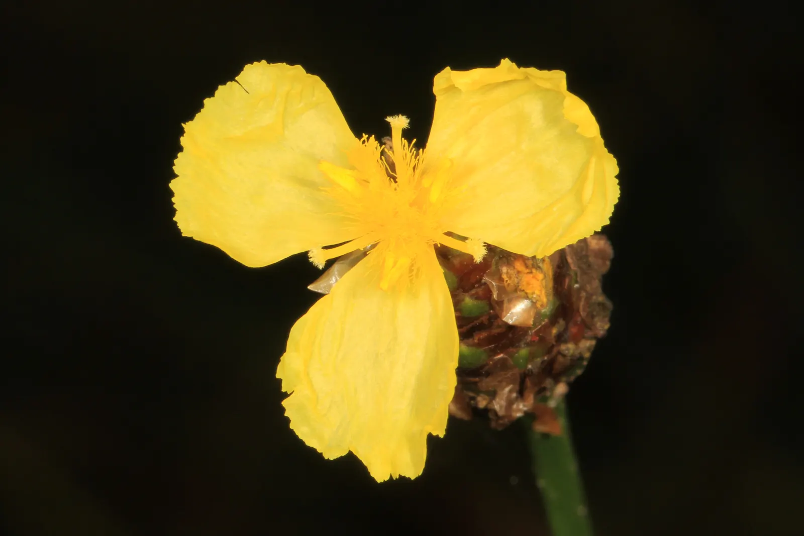 Yellow Eyed Grass (Sisyrinchium Californicum) — low-lying accent that captures the gentle spirit of a meadow right in their own backyard