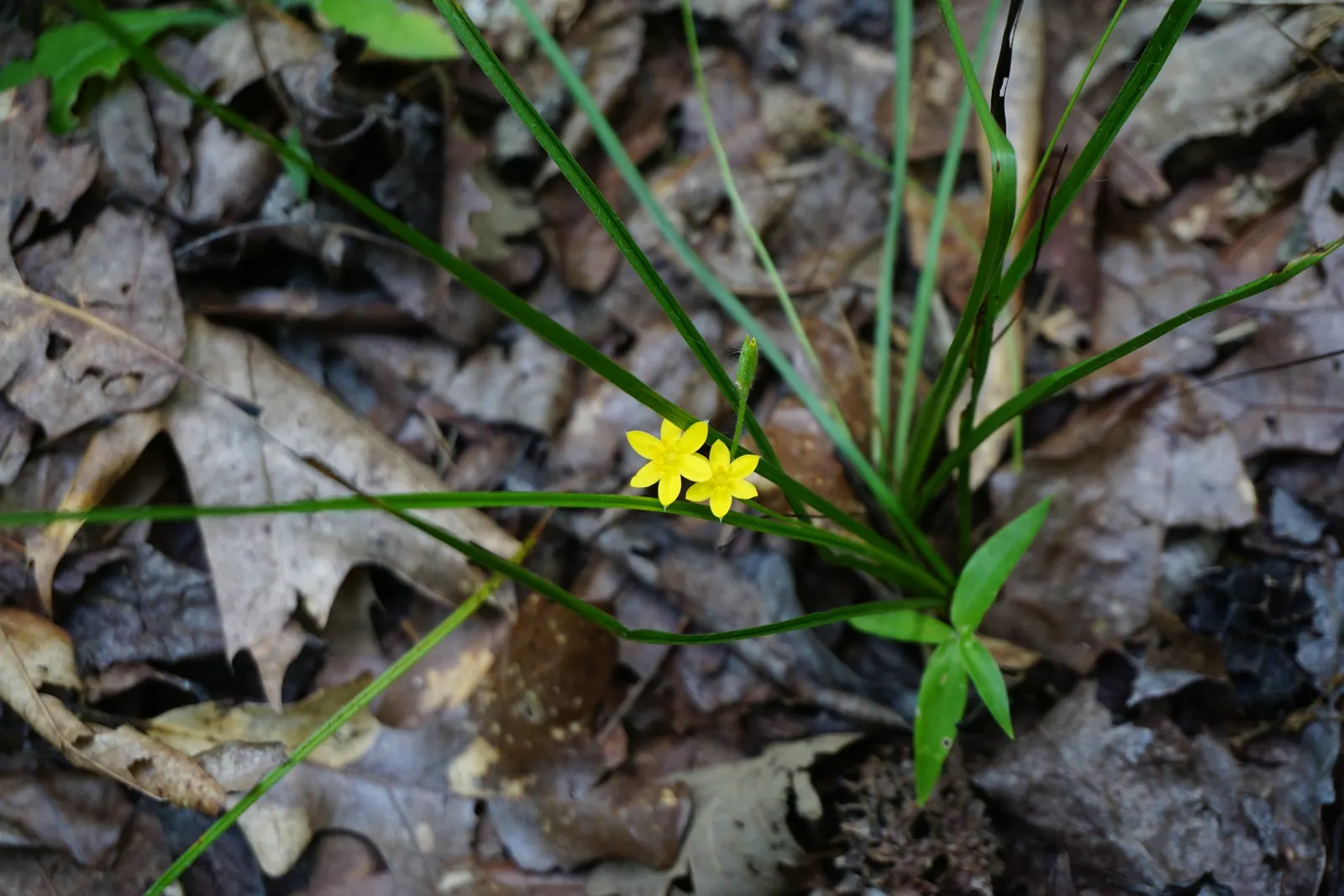 Yellow Eyed Grass (Sisyrinchium Californicum) — It boasts vibrant, yellow star-shaped flowers in late spring to early summer