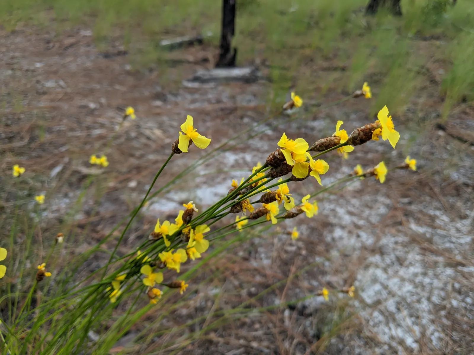 Yellow Eyed Grass (Sisyrinchium Californicum) — Sisyrinchium californicum, commonly called Yellow Eyed Grass, is a perennial that thrives in USDA Zones 4-9