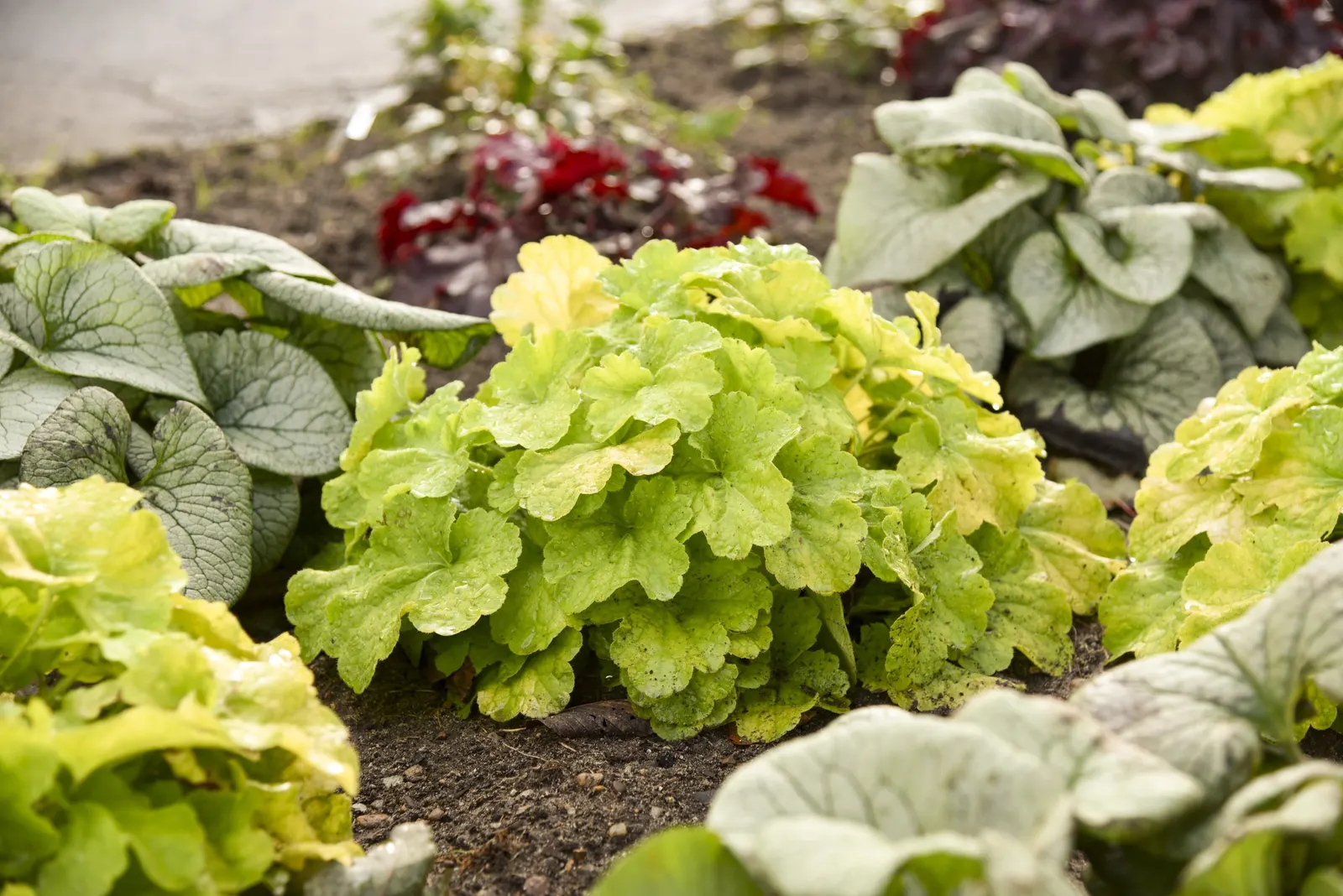 'Pistachio Ambrosia' Coral Bells (Heuchera hybrid) — It grows 10-12 inches tall and spreads 28-32 inches wide, forming a bright foliage accent