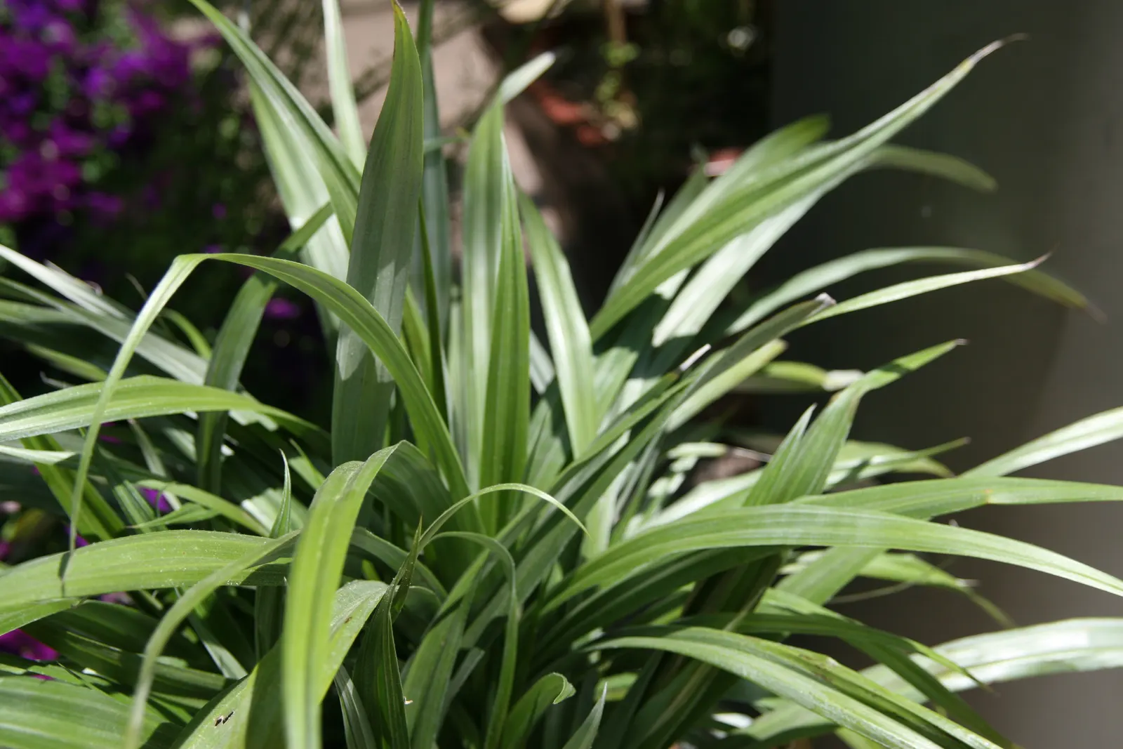 Silver Spear Astelia (Astelia Chathamica 'Silver Spear') — reaching up to 4 feet in length