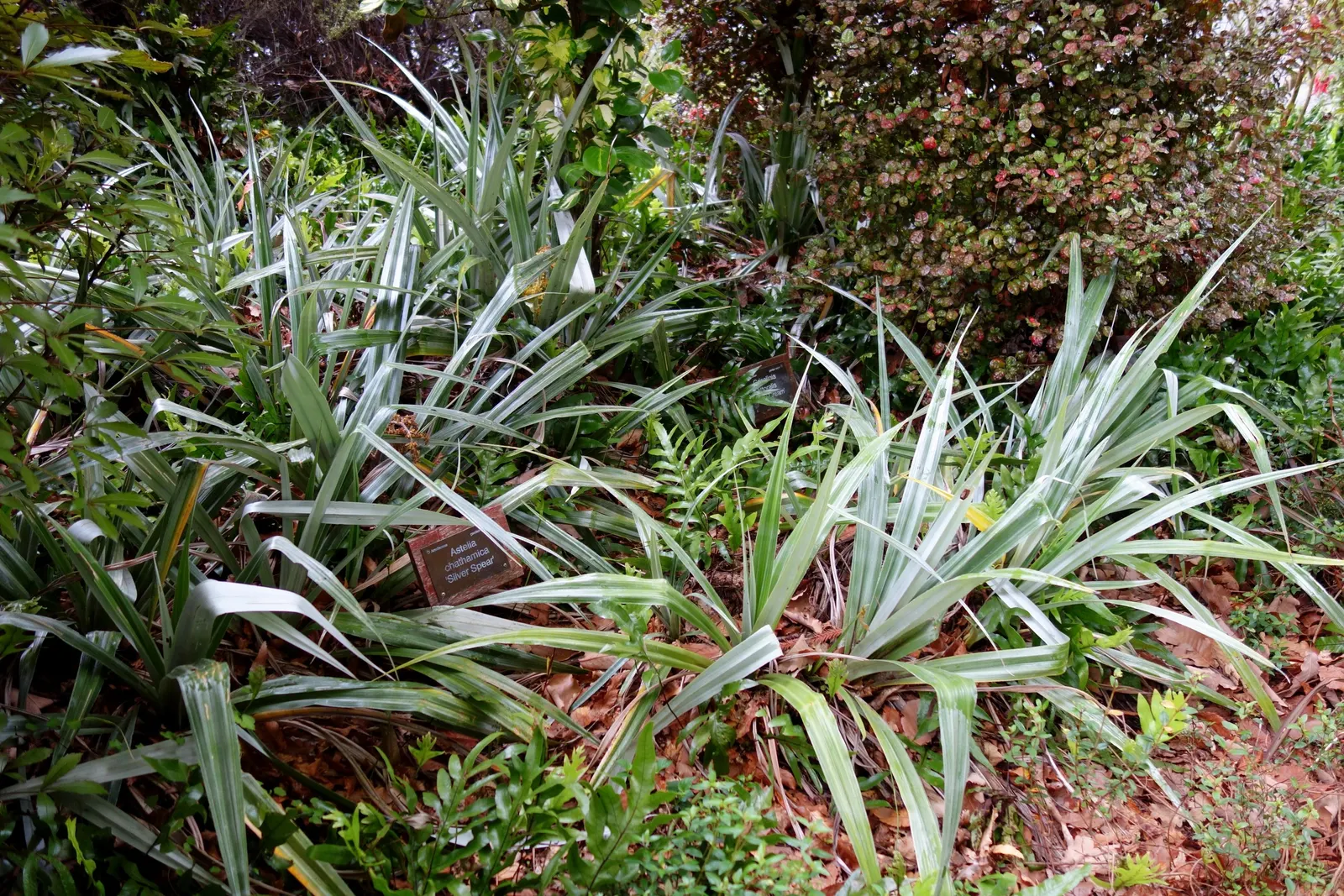 Silver Spear Astelia (Astelia Chathamica 'Silver Spear') — Astelia chathamica 'Silver Spear' is an evergreen perennial known for its striking, silvery-blue