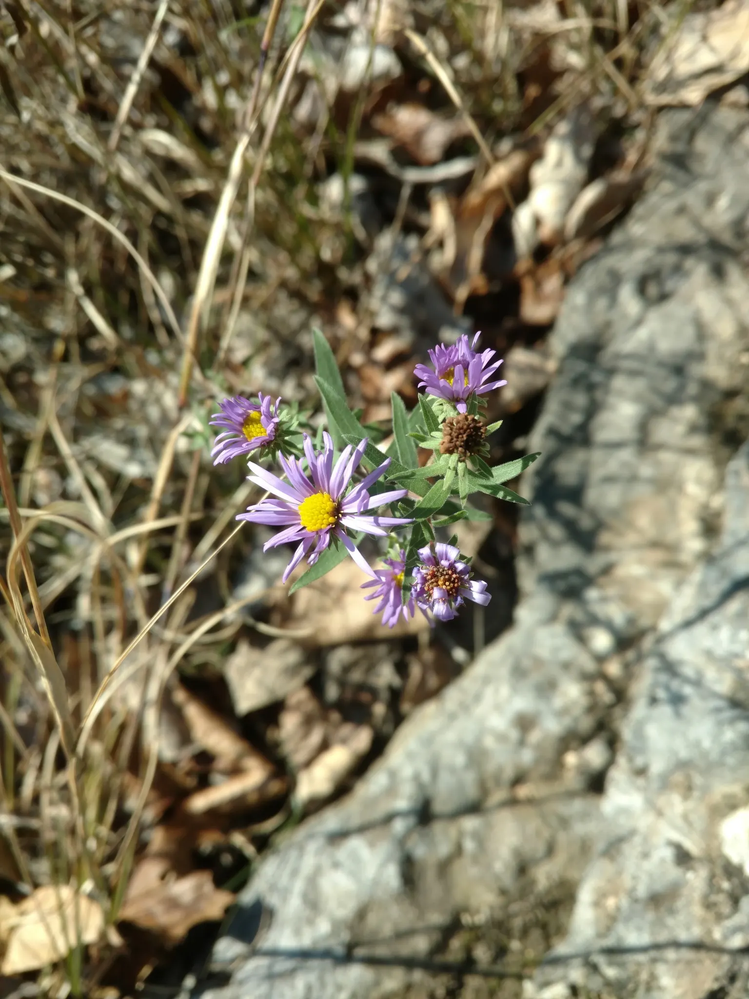 Aromatic Aster (Symphyotrichum Oblongifolium) — The Aromatic Aster (Symphyotrichum oblongifolium) is a hardy perennial native to North America