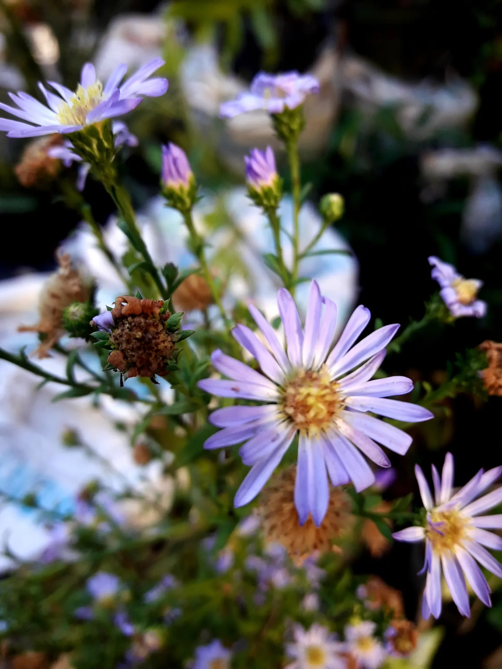 Aromatic Aster (Symphyotrichum Oblongifolium) — Renowned for its hardiness and ease of care; purple flowers in the garden