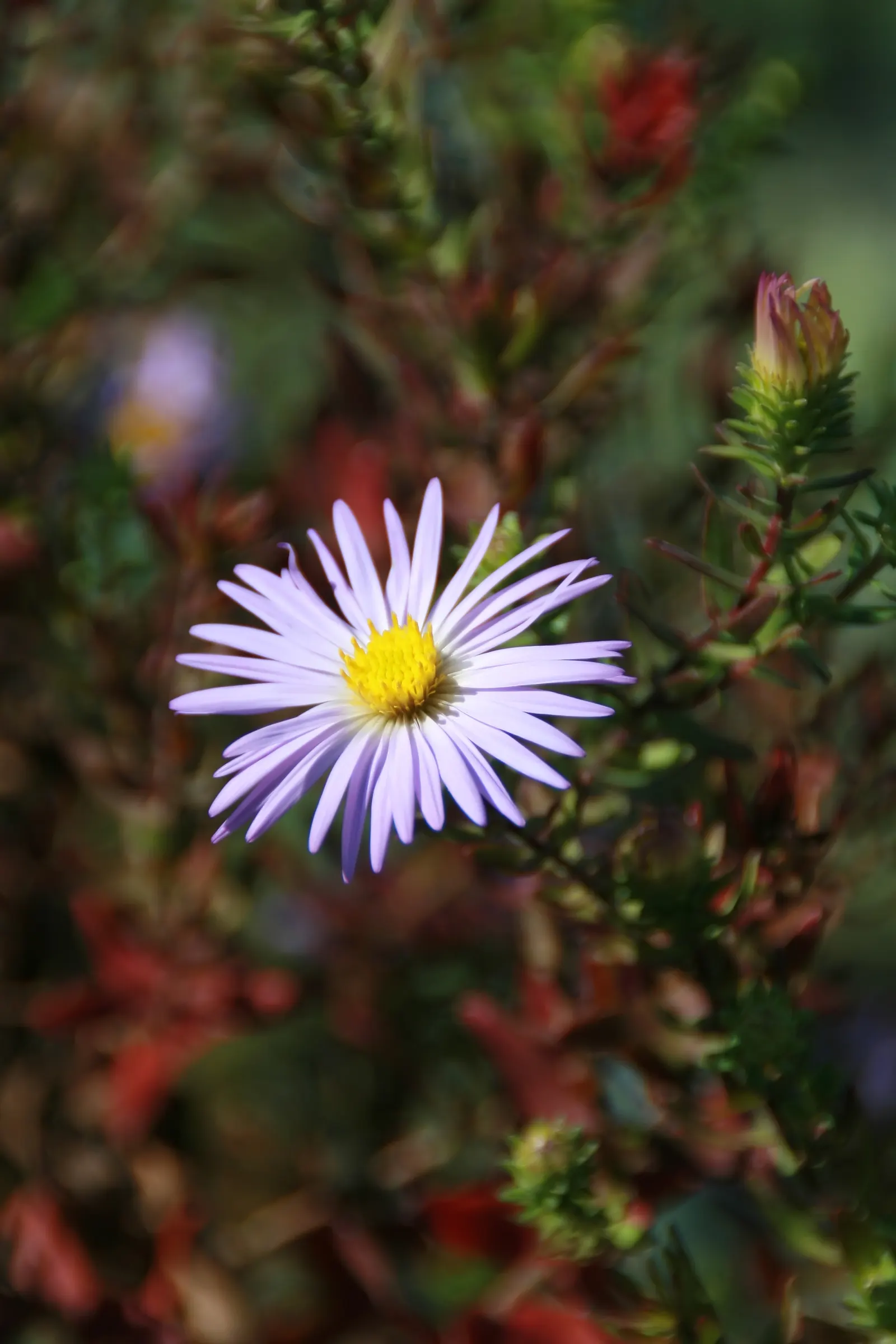 Aromatic Aster (Symphyotrichum Oblongifolium) — flourishing in full sun and well-drained soils; the Aromatic Aster possesses a bushy