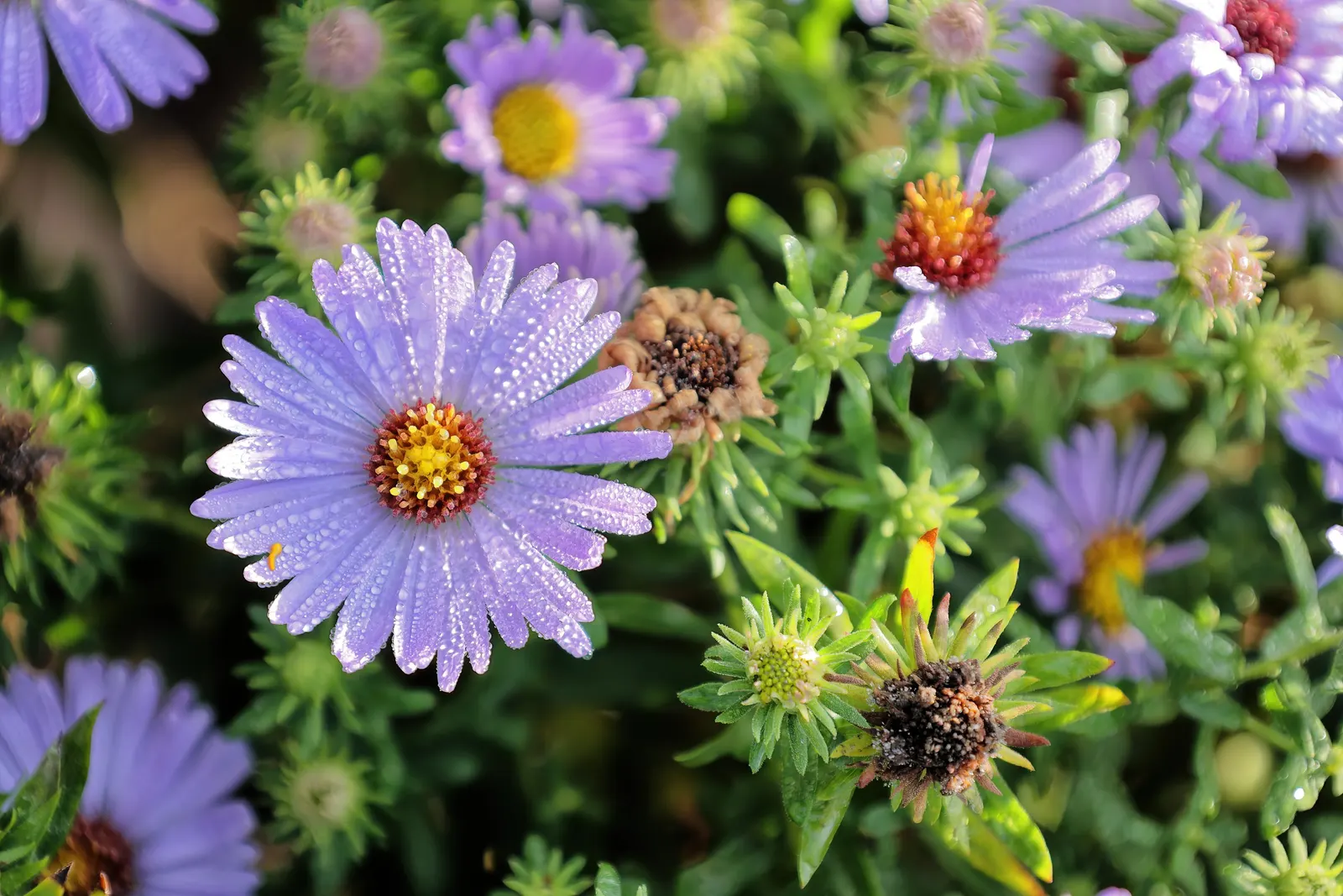 Aromatic Aster (Symphyotrichum Oblongifolium) — enhancing the sensory experience of any outdoor space