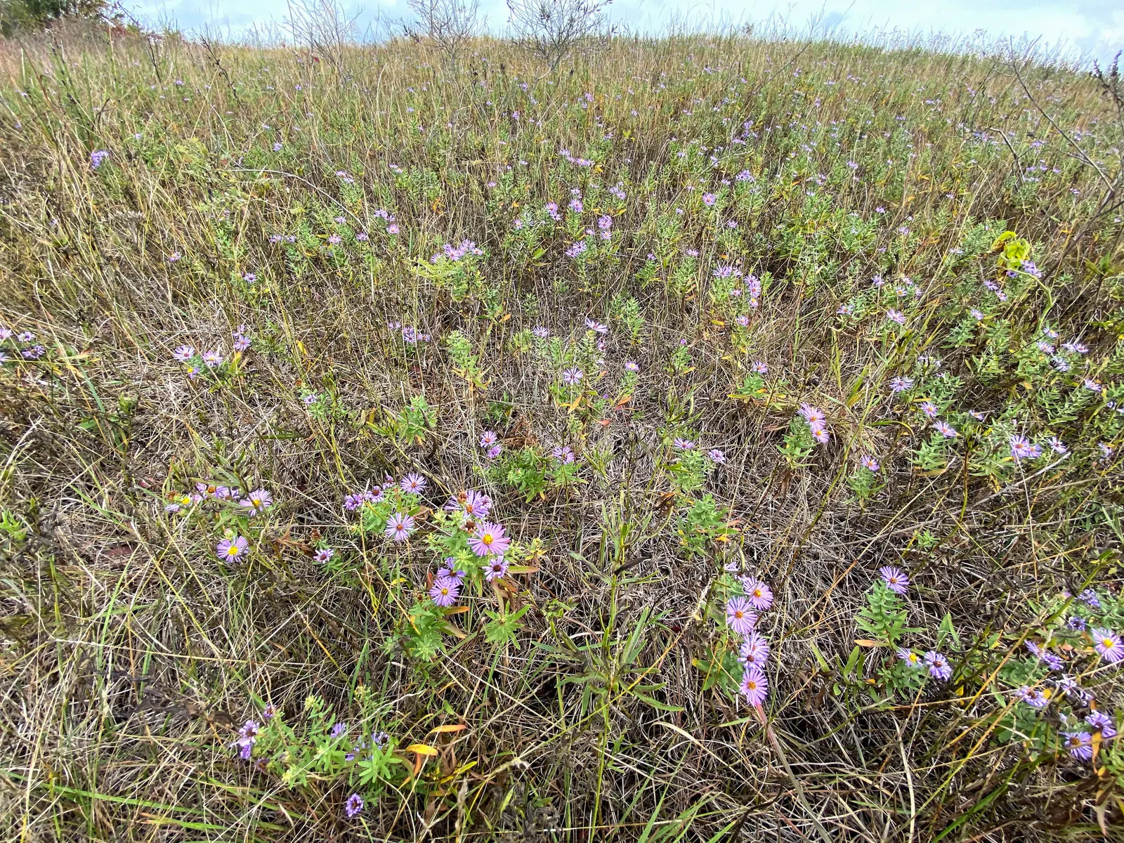 Aromatic Aster (Symphyotrichum Oblongifolium) — The Aromatic Aster is also remarkably drought-tolerant once established