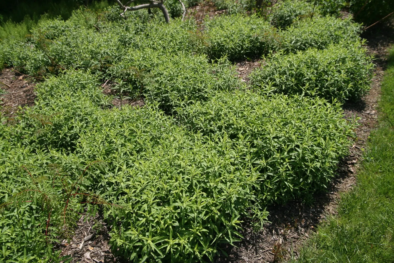 Aromatic Aster (Symphyotrichum Oblongifolium) — the Aromatic Aster offers an effervescent splash of late-season color