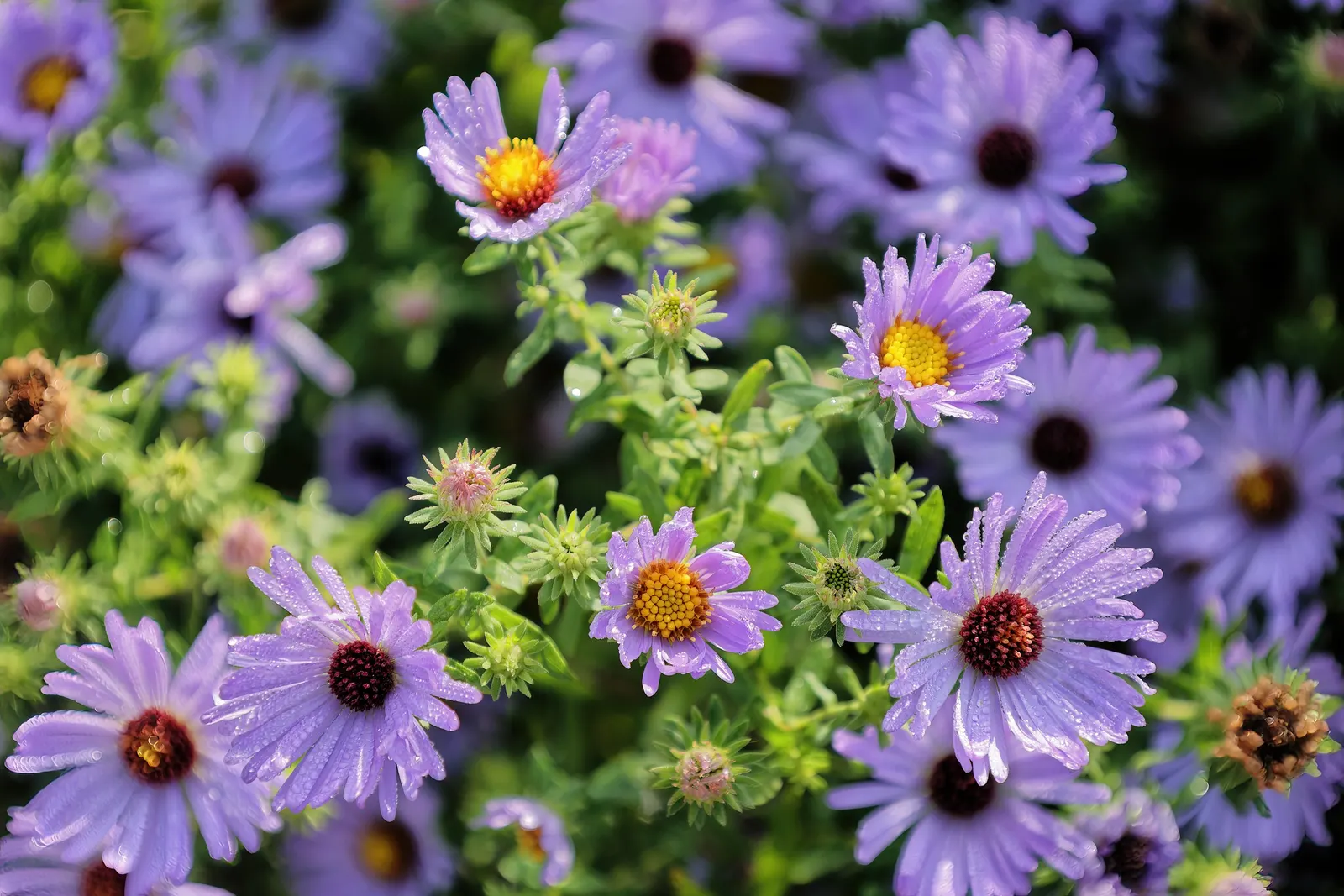 Aromatic Aster (Symphyotrichum Oblongifolium) — ensuring a garden looks neat with minimal effort