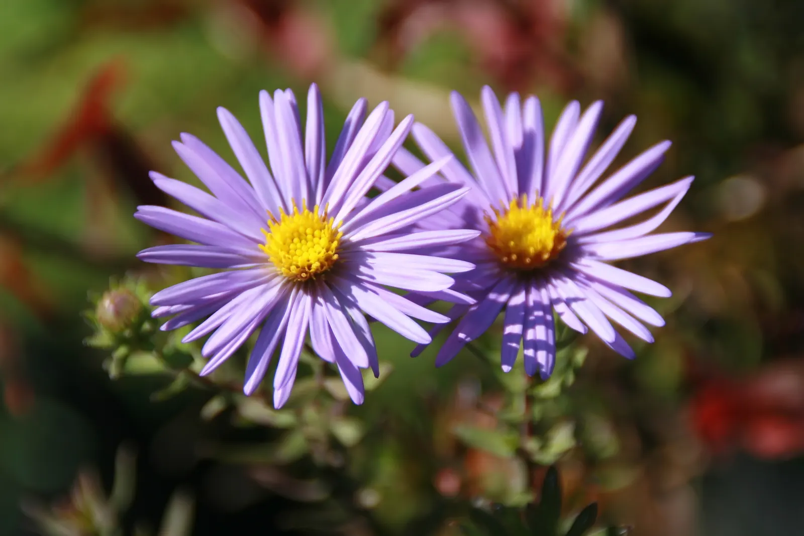 Aromatic Aster (Symphyotrichum Oblongifolium) — The Aromatic Aster (Symphyotrichum oblongifolium) is a hardy perennial native to North America; daisy-like