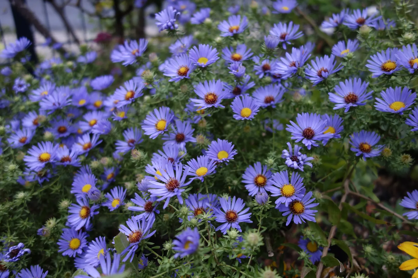 Aromatic Aster (Symphyotrichum Oblongifolium) — which serves as a background for the profusion of eye-catching
