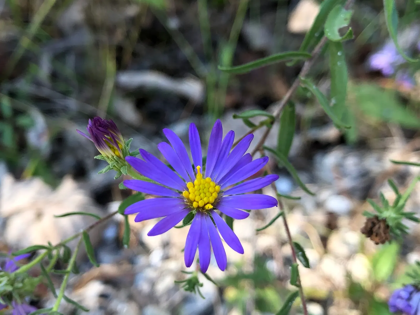 Aromatic Aster (Symphyotrichum Oblongifolium) — perennial with purple blooms