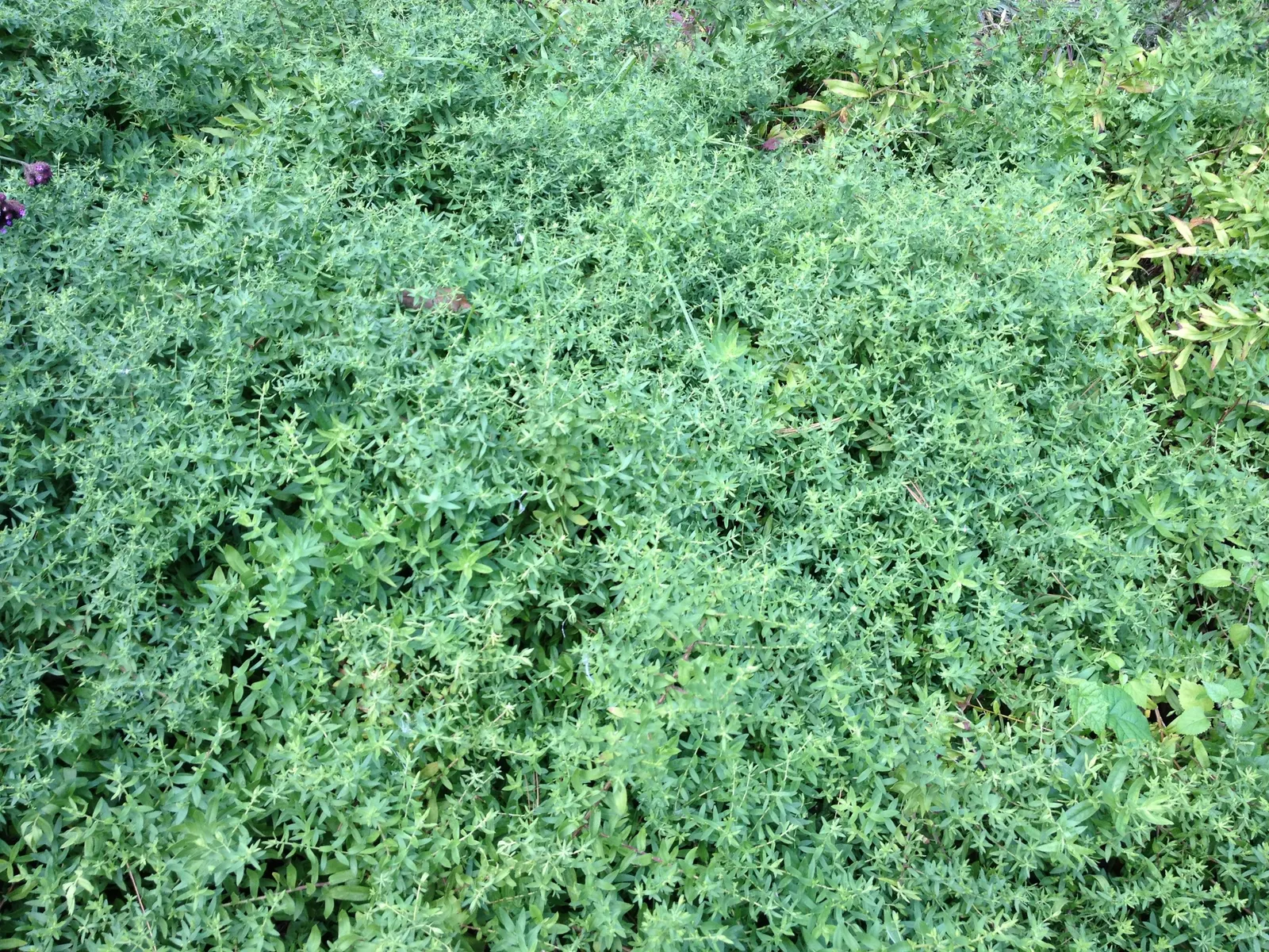 Aromatic Aster (Symphyotrichum Oblongifolium) — the Aromatic Aster provides a stunning late-season display from late summer to frost