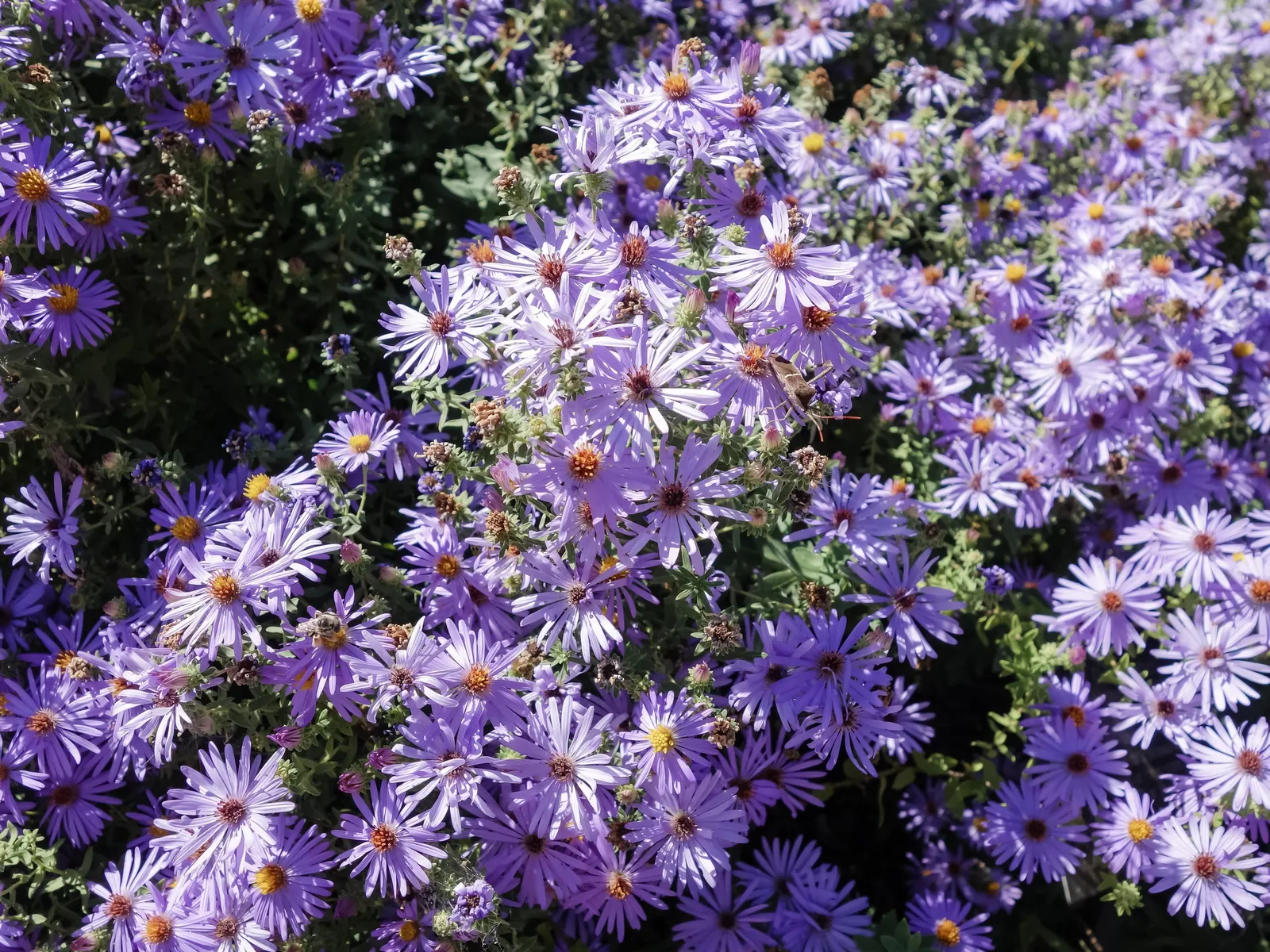 Aromatic Aster (Symphyotrichum Oblongifolium) — <br><br>Growing to a mature size of 1 to 3 feet in height and spreading 1 to 2 feet in width