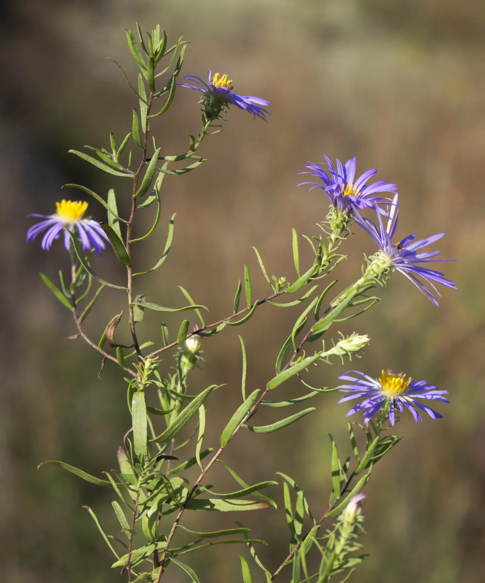 Aromatic Aster (Symphyotrichum Oblongifolium) — its naturally compact form minimizes the need for pruning to maintain shape