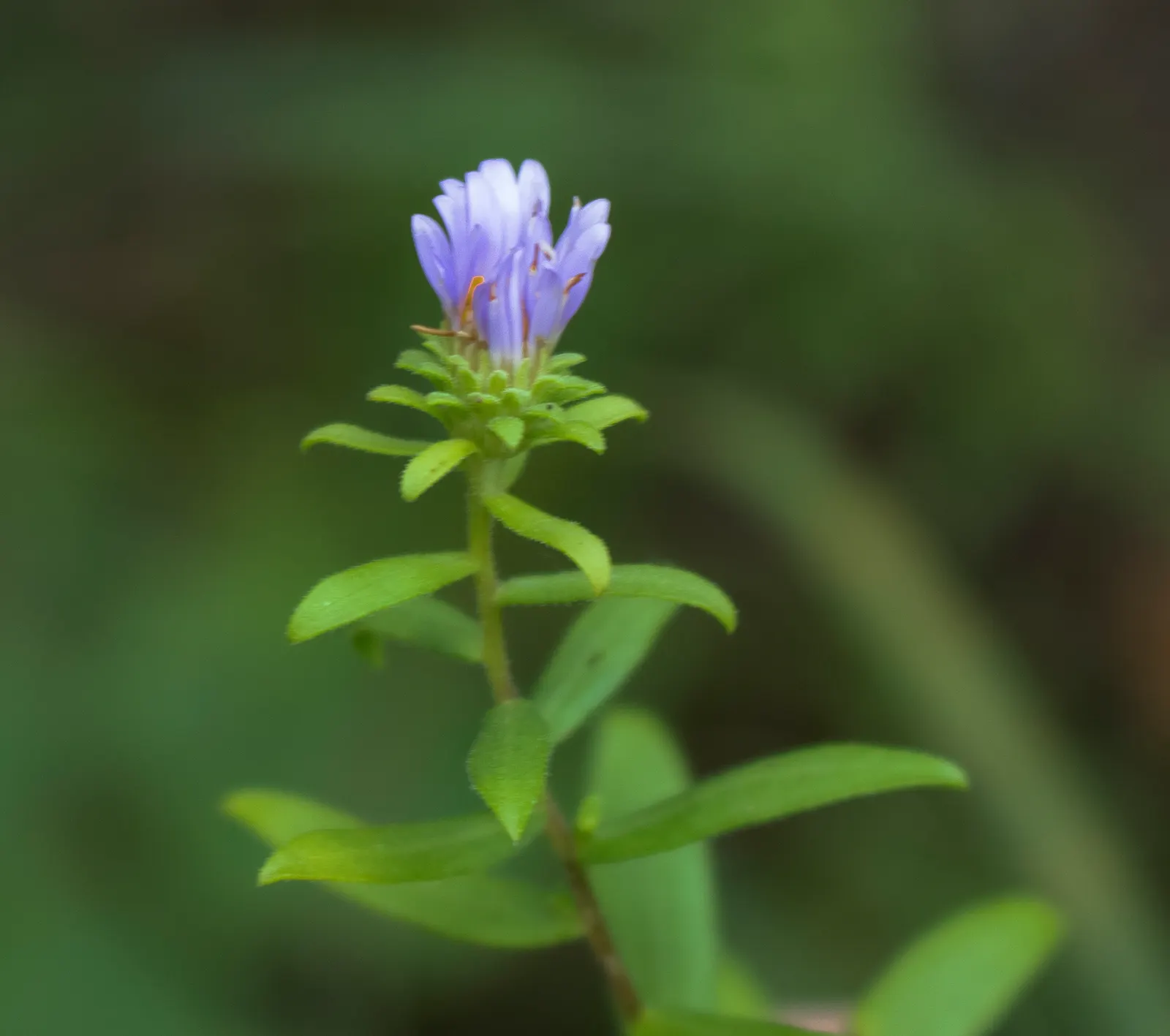 Aromatic Aster (Symphyotrichum Oblongifolium) — purple flowers in the garden