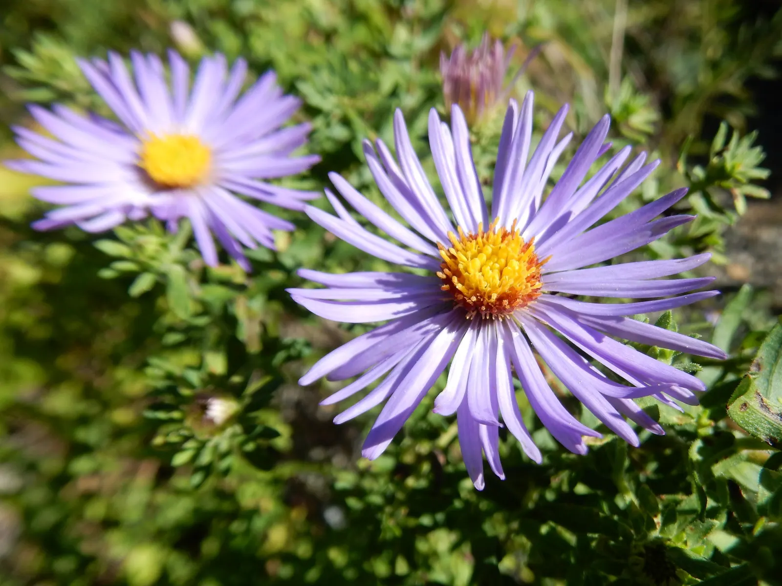 Aromatic Aster (Symphyotrichum Oblongifolium) — Its fragrant foliage attracts pollinators while resisting deer; <br><br>These flowers emerge in late summer to