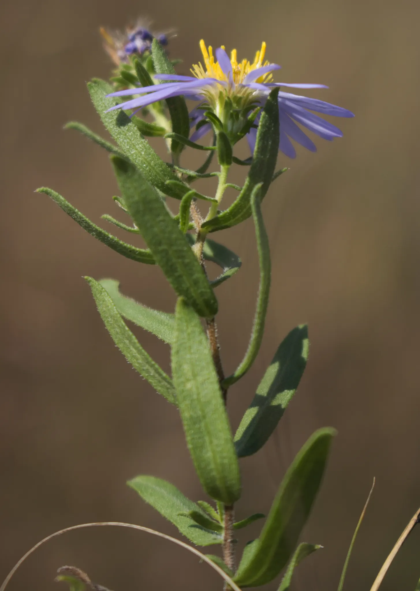 Aromatic Aster (Symphyotrichum Oblongifolium) — Its aromatic foliage lends a delightful scent when brushed against