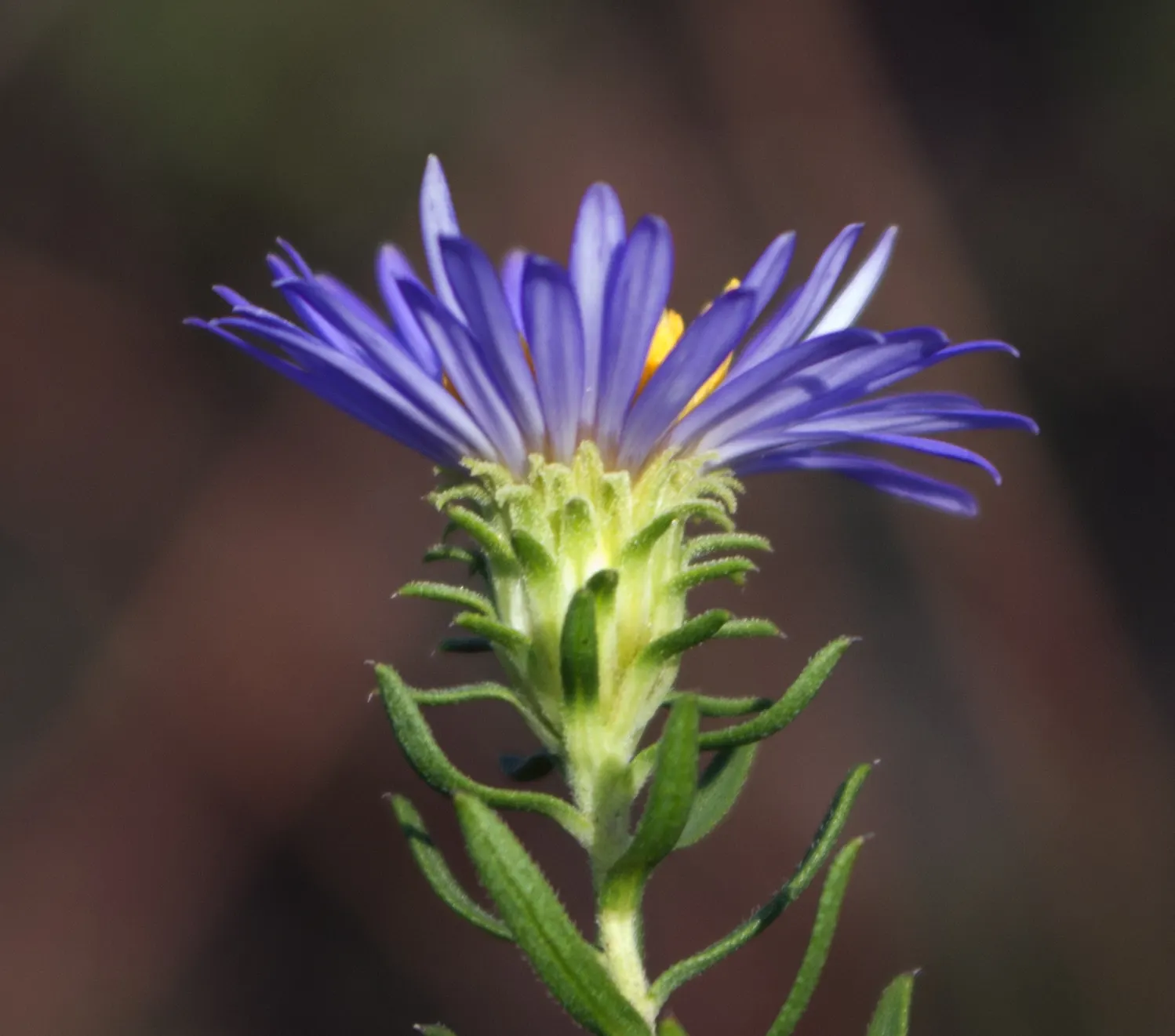 Aromatic Aster (Symphyotrichum Oblongifolium) — perennial for full or half